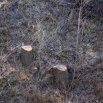 rokle_11